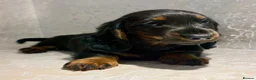 Dachshund dogs for sale: Our Beautiful ‘KING GEORGE’ the dachshund  - Advert 1