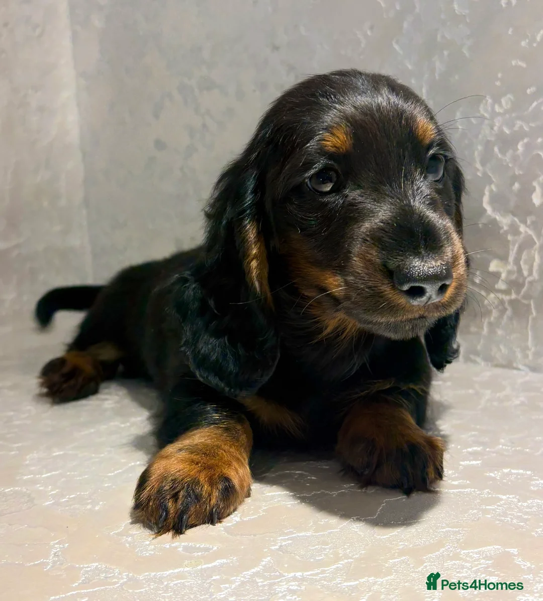 Dachshund dogs for sale: Our Beautiful ‘KING GEORGE’ the dachshund  - Advert 1