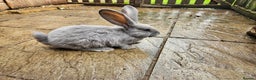 Continental Giant rabbits for sale: Pure giant continental rabbits  - Advert 6