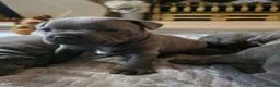 Staffordshire Bull Terrier dogs for sale: Stunning KC reg SBT BLUE PUPS - Advert 1