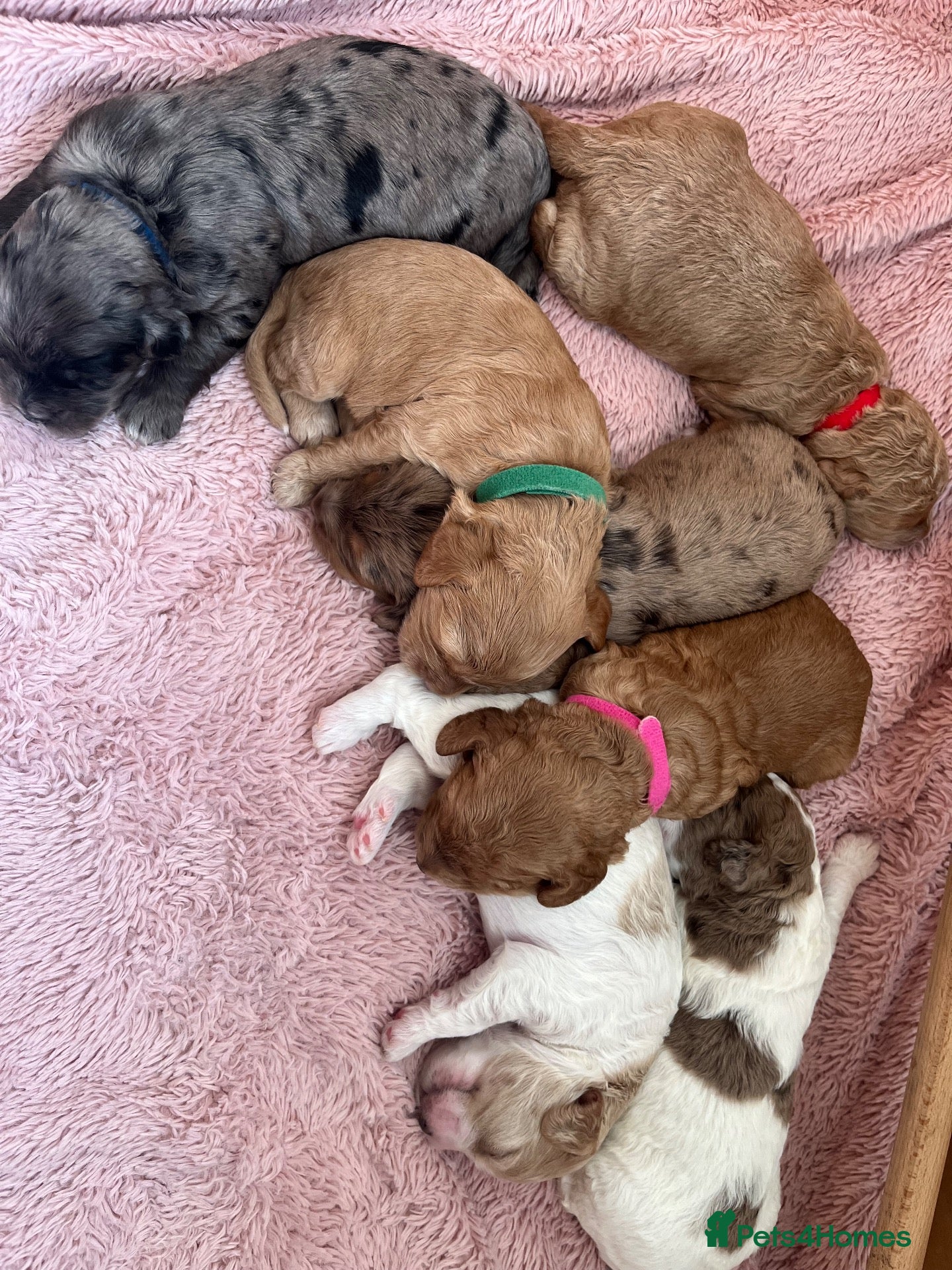 Cavapoo dogs Beautiful cavapoo puppies 🐶 - Advert 12
