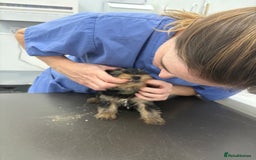 Yorkshire Terrier dogs for sale: Outstanding KC reg purebred Yorkshire terriers - Image 12