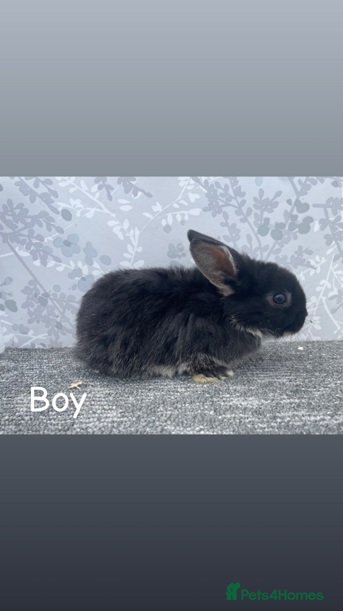 Mini Lop rabbits READY TO LEAVE NOW Mini lops  - Advert 7