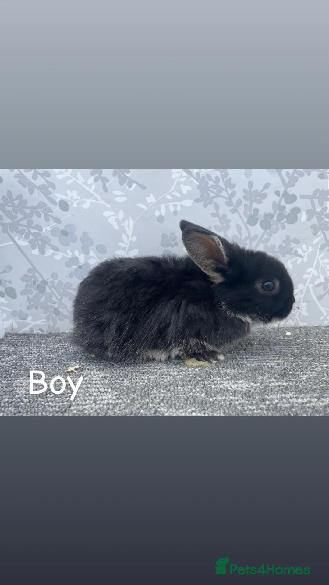 Mini Lop rabbits for sale: READY TO LEAVE NOW Mini lops  - Advert 1