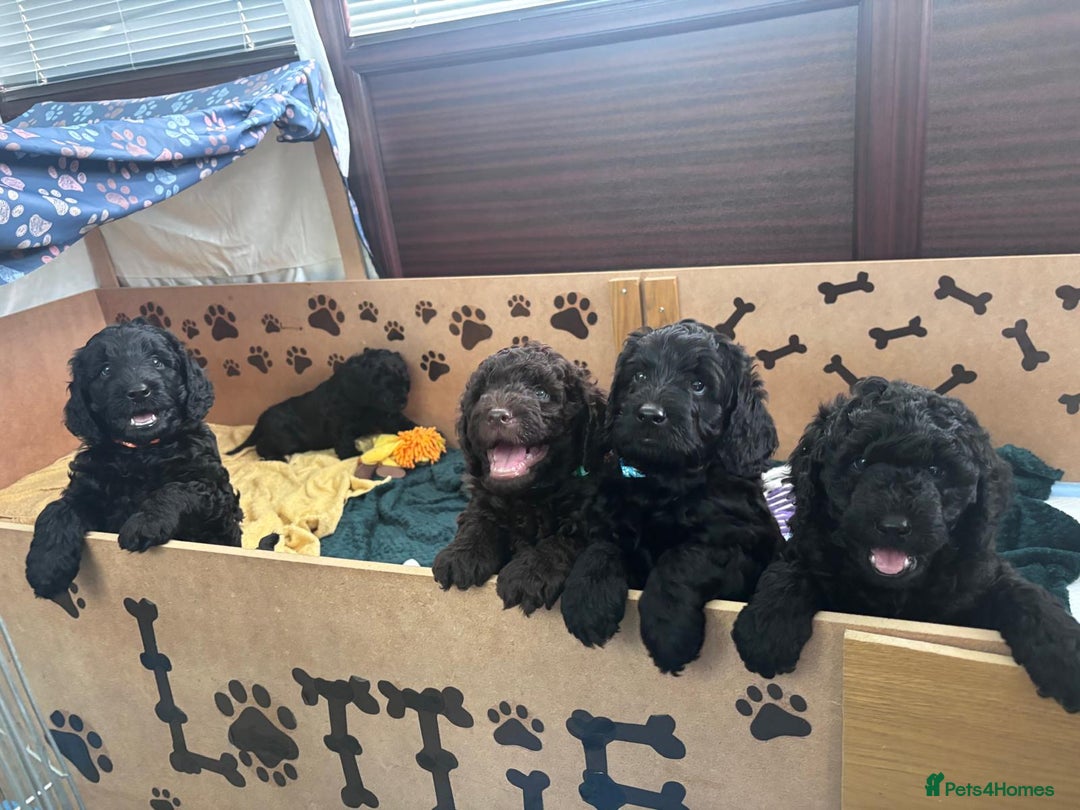 Mixed Breed dogs for sale: Multi gen australian labradoodles - Image 1