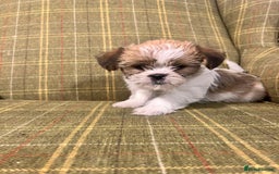Shorkie dogs for sale: Outstanding Shih Tzu Pups - Image 5