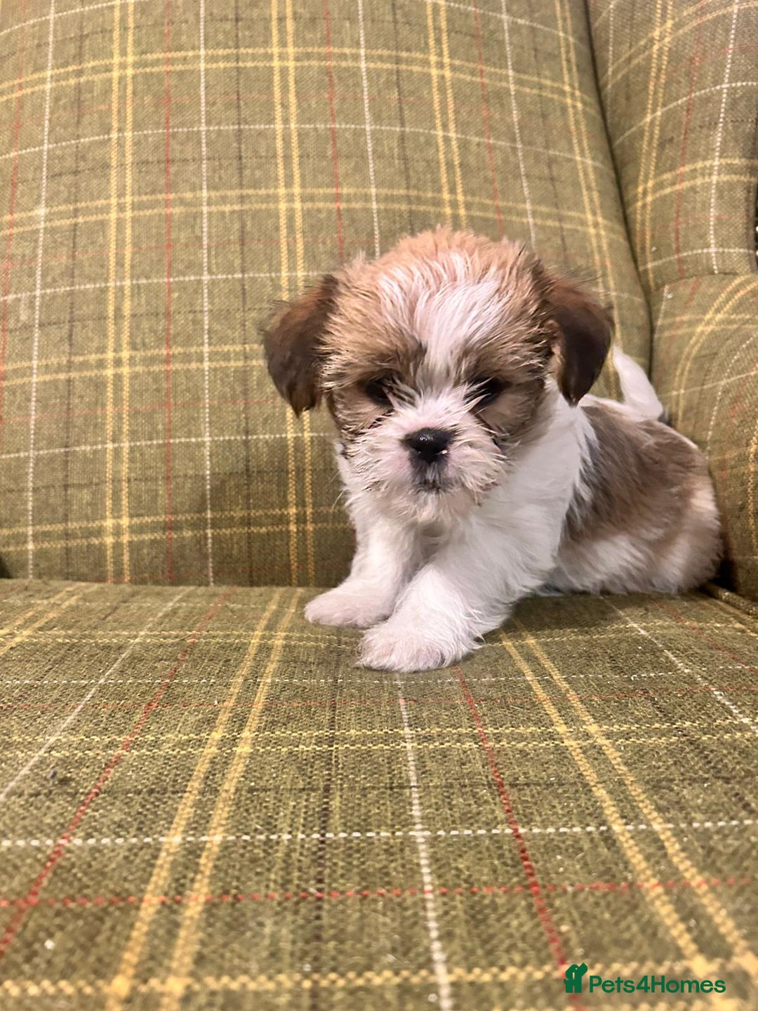Shorkie dogs for sale: Outstanding Shih Tzu Pups - Image 5