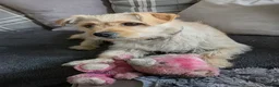 Mixed Breed dogs for sale: Sandy  - Advert 2