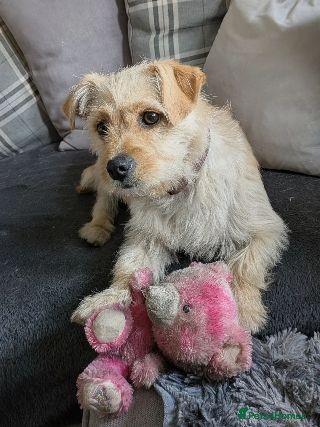 Mixed Breed dogs for sale: Sandy  - Advert 2