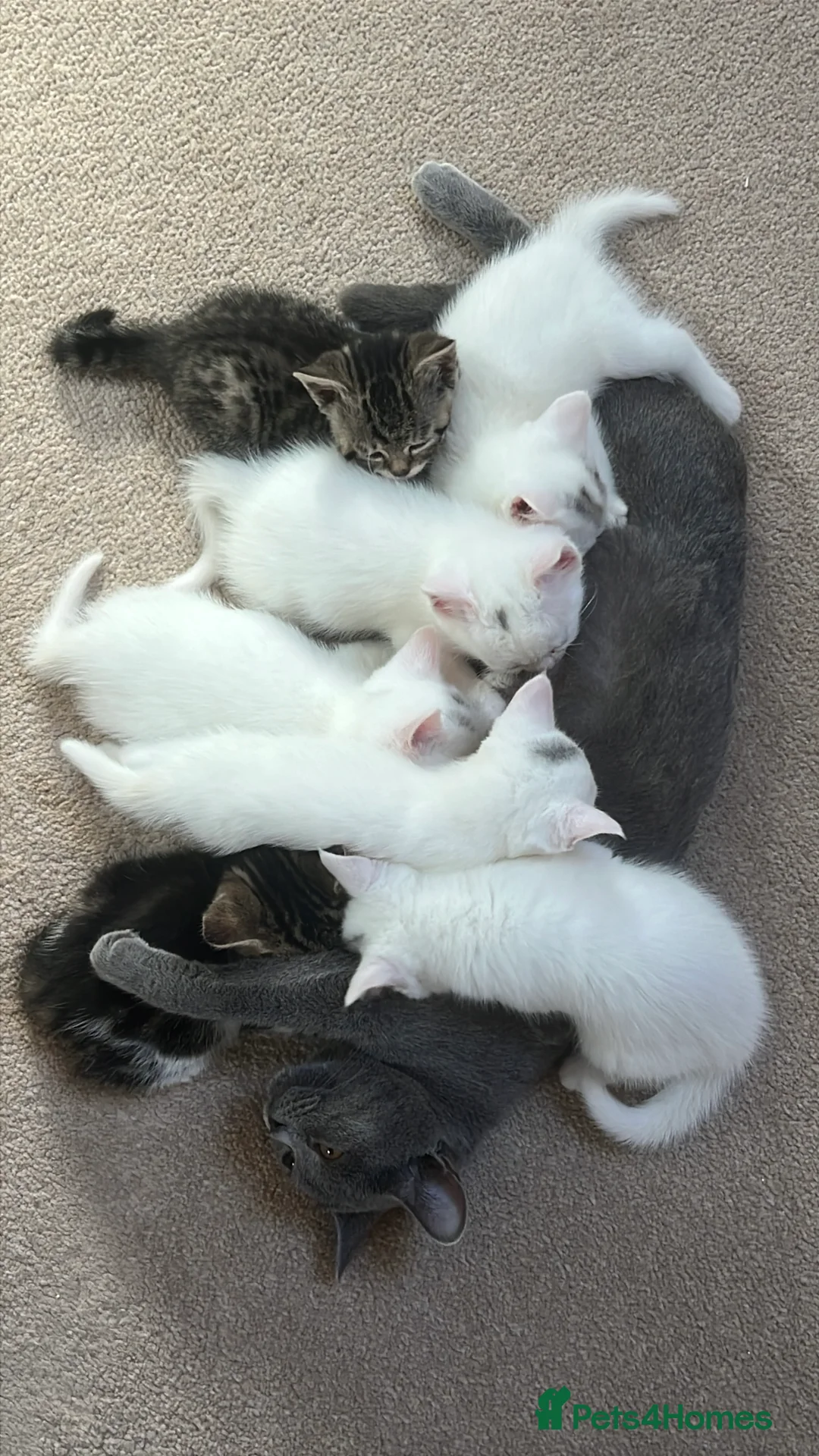 Turkish Angora cats for sale: Turkish angora kittens - Advert 11