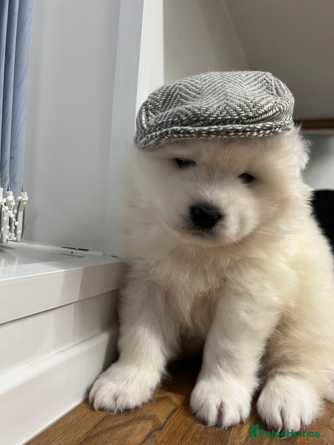 Samoyed dogs for sale: Looking for a Loving New Home for Our Two Samoyeds - Advert 8