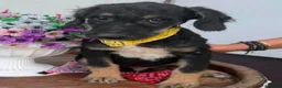 Mixed Breed dogs for adoption: Luca 5 months old - Advert 3