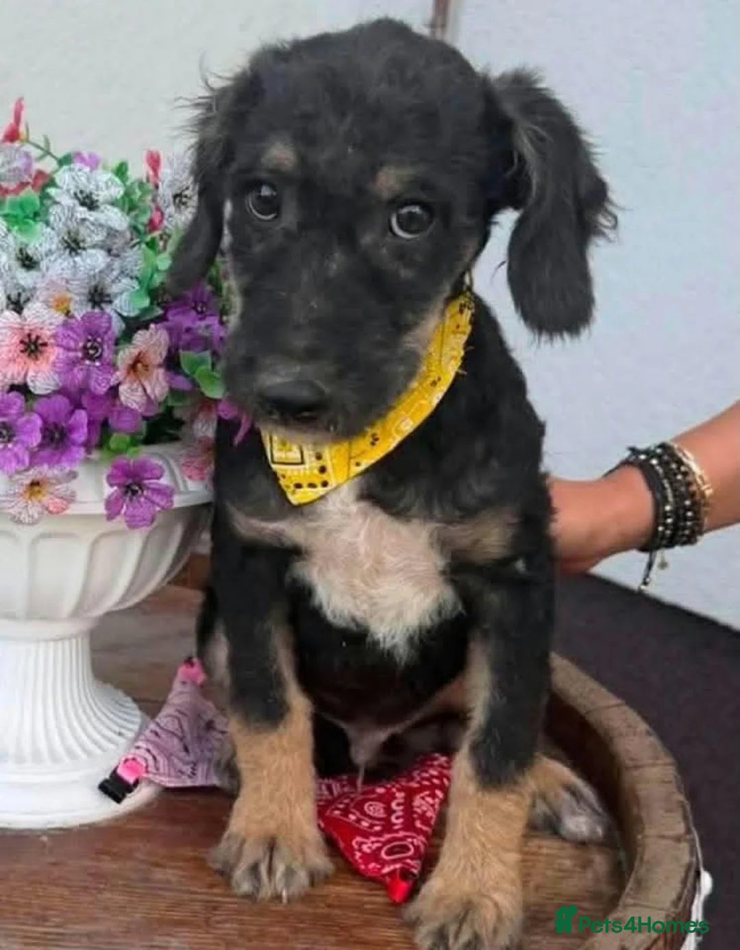 Mixed Breed dogs for adoption: Luca 5 months old - Advert 3