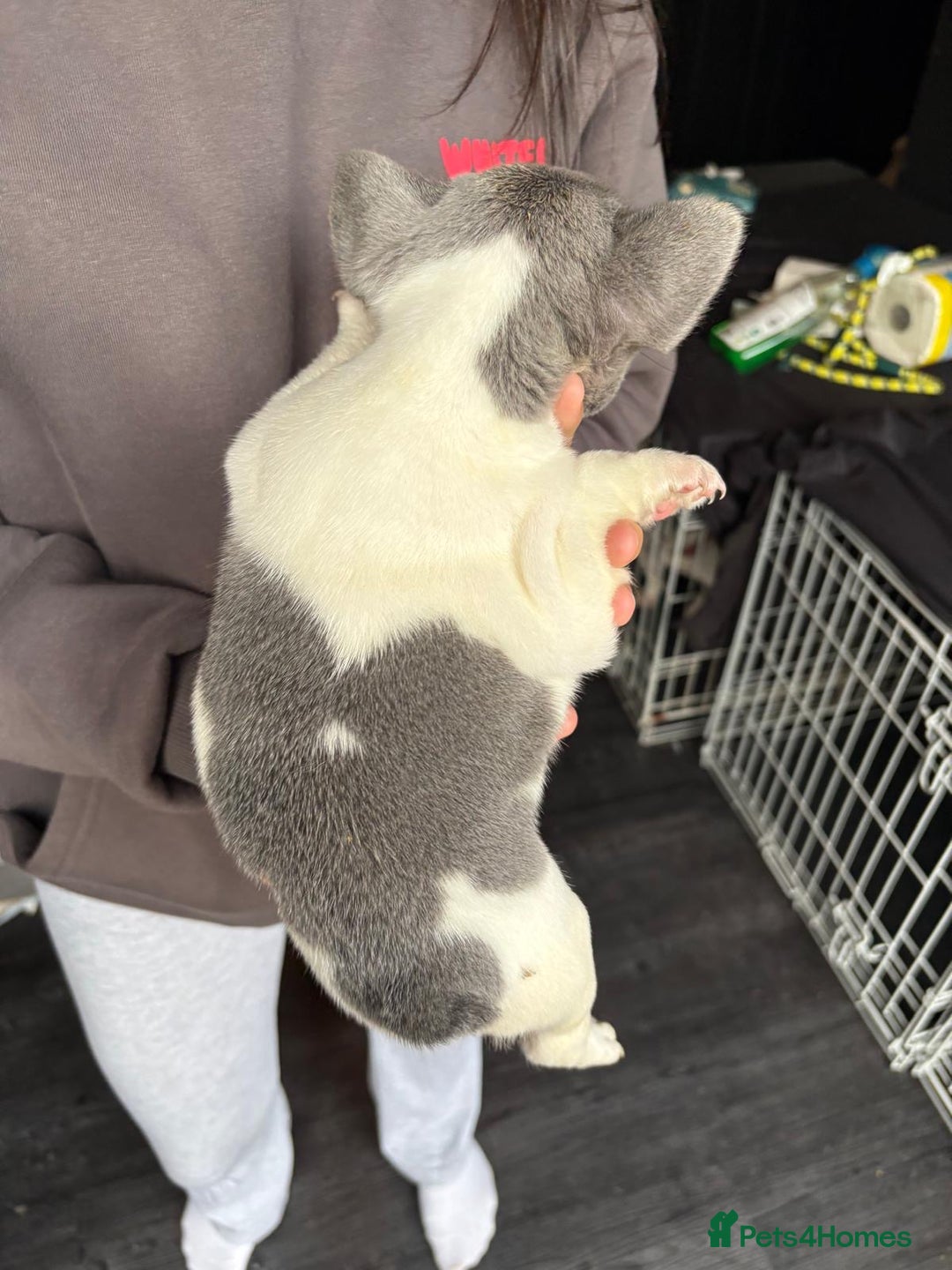 French Bulldog dogs for sale: French bulldog puppies for sale - Image 6