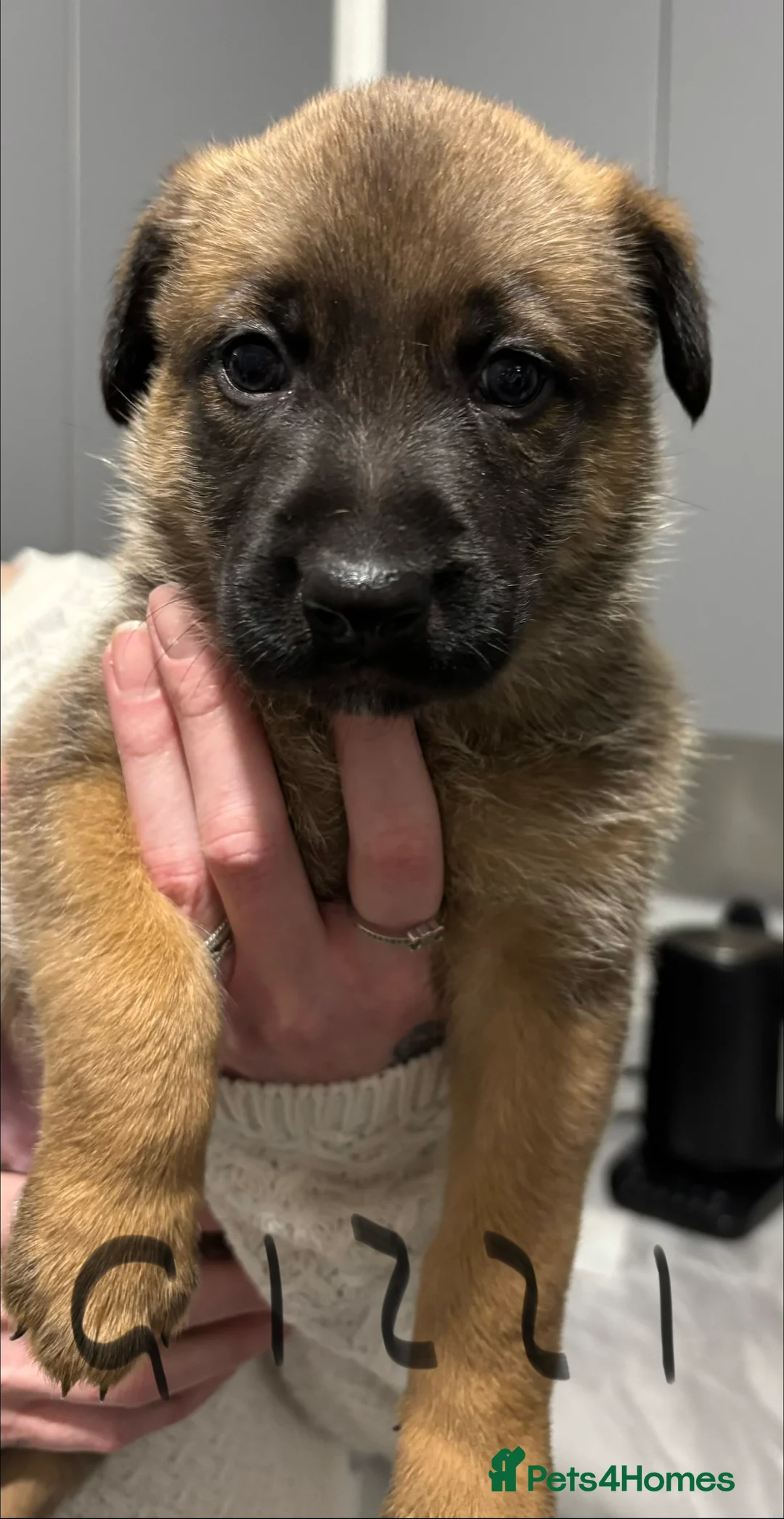 Belgian Shepherd Dog dogs for sale: Belgian Malinois cross puppies for sale.  - Advert 8