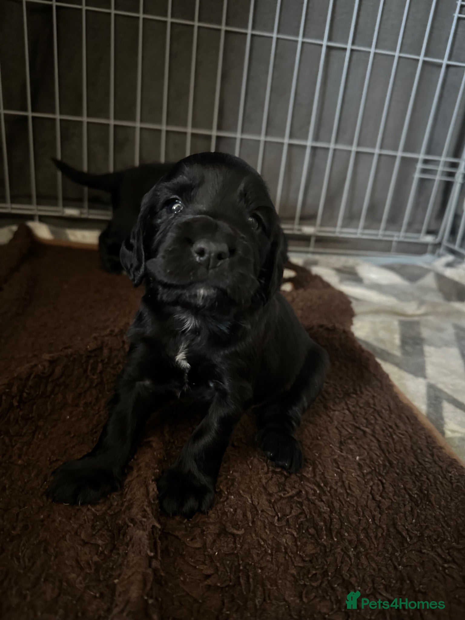 Cocker Spaniel dogs KC Registered working cocker spaniel puppies  - Advert 14