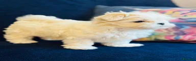 Maltese Puppy 1