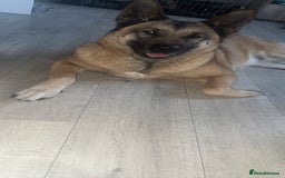 Belgian Shepherd Dog dogs for sale: Raven  - Image 2