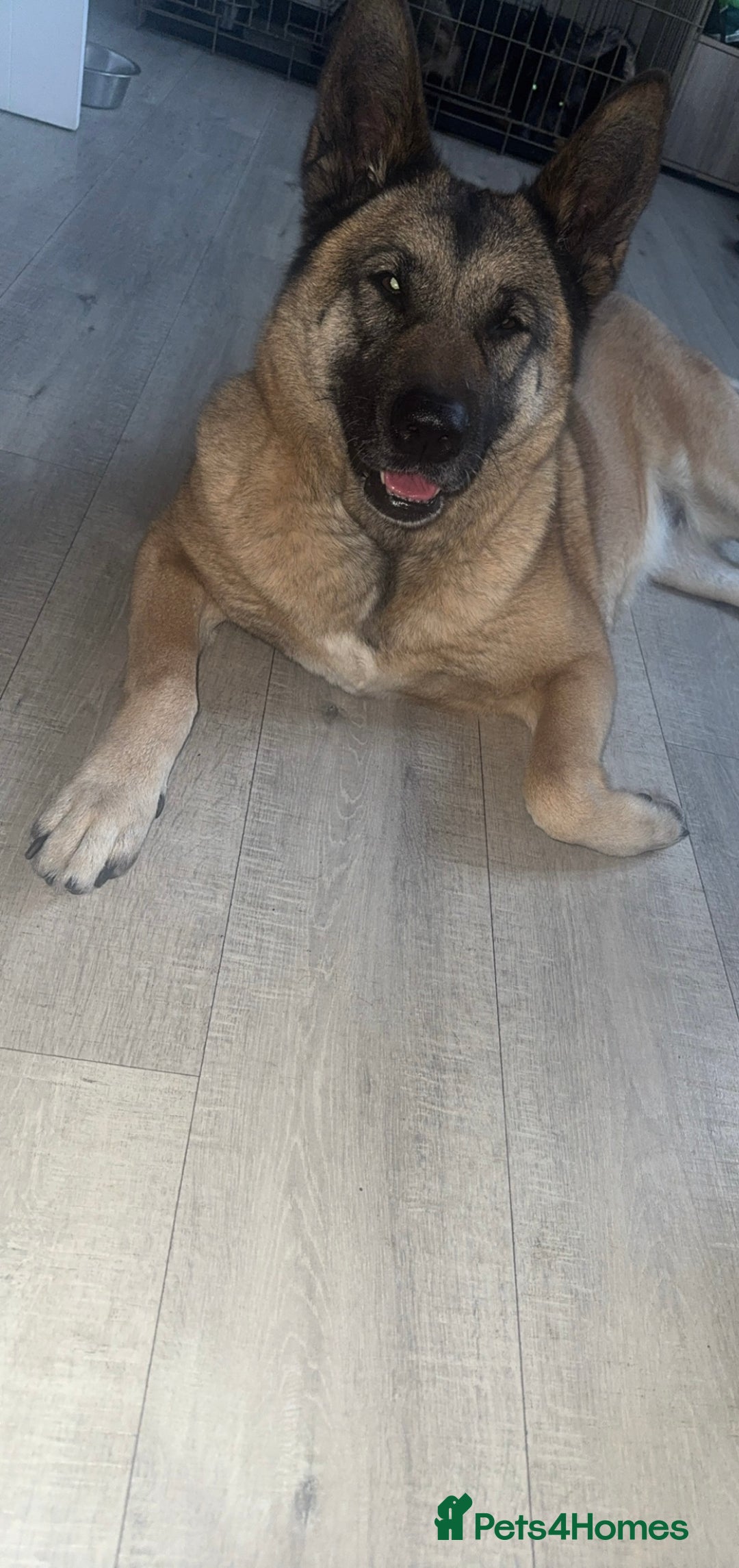 Belgian Shepherd Dog dogs for sale: Raven  - Image 2