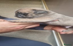 Pug dogs for sale: RARE Pug puppies  - Advert 9