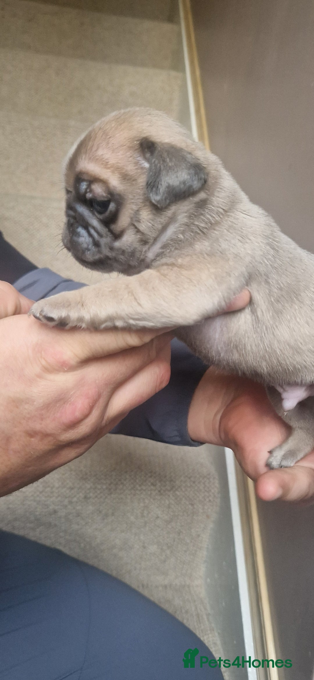 Pug dogs for sale: RARE Pug puppies  - Advert 9