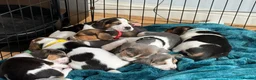 Beagle dogs for sale: Beautiful Beagle Puppies  in Coventry - Advert 5