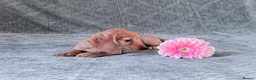 Miniature Dachshund dogs for sale: Silkie Mini Dachshund Puppies  - Advert 6