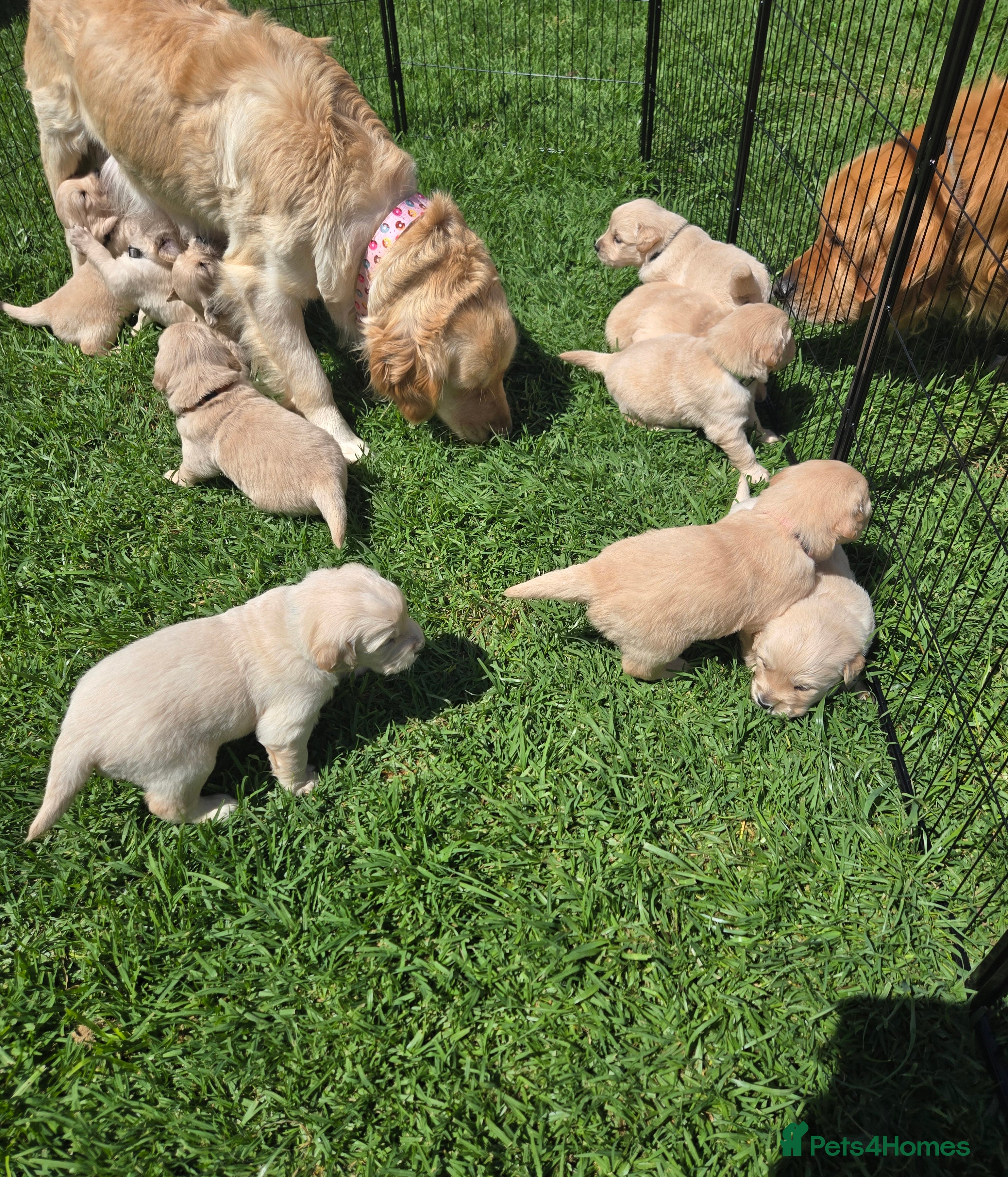 Golden Retriever dogs Welcome! Our Quality Golden Retriever Puppies - Advert 3