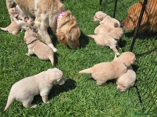 Golden Retriever dogs Welcome! Our Quality Golden Retriever Puppies - Advert 3