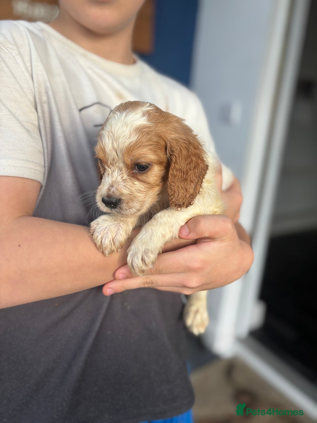 Cocker Spaniel dogs for sale: Show cocker spaniel puppies - Image 14