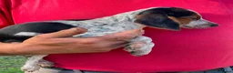 Mixed Breed dogs for sale: Beautiful cockerjacks puppies ready now. - Advert 3