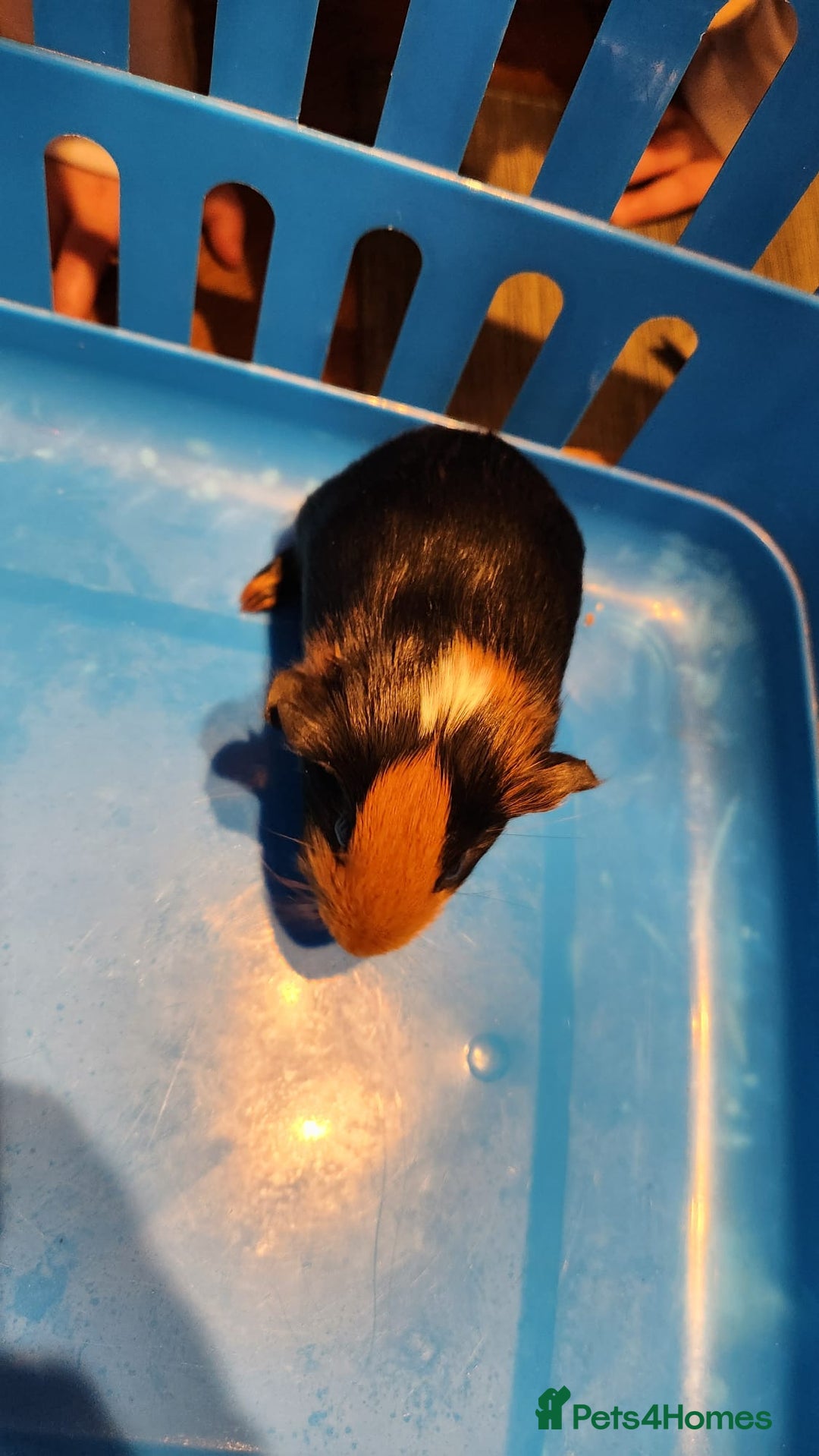 Guinea Pig rodents for sale: Baby Guniea pigs for sale - Advert 9