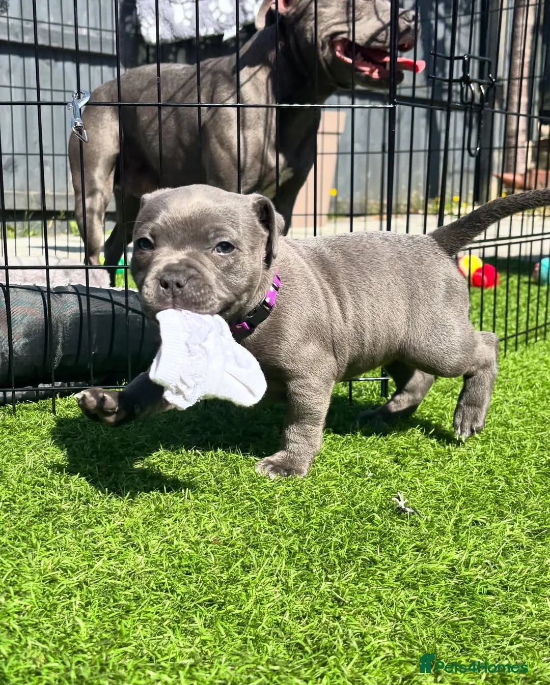 Staffordshire Bull Terrier dogs for sale: Beautiful Blue Staffordshire Bull Terrier Puppies in Glasgow - Advert 2