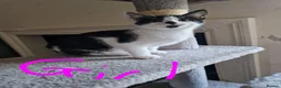 Mixed Breed cats for sale: 4 female kittens - Advert 6