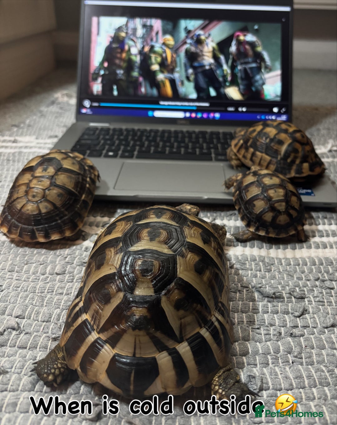 Tortoise reptiles for sale: Tortoise - Advert 3