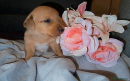 Mixed Breed dogs for sale: 💛Dorgi Puppies🤎 - Image 5