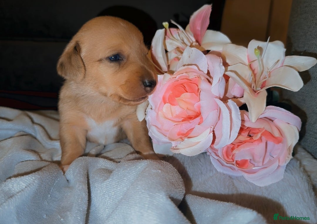 Mixed Breed dogs for sale: 💛Dorgi Puppies🤎 - Image 5
