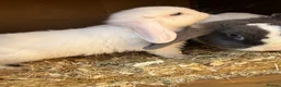 Mini Lop rabbits for sale: Mini lop bunnies.  - Advert 7