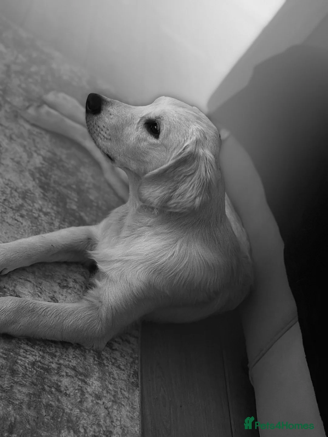 Golden Retriever dogs for sale: 2 Male golden retrievers for rehoming - Advert 17