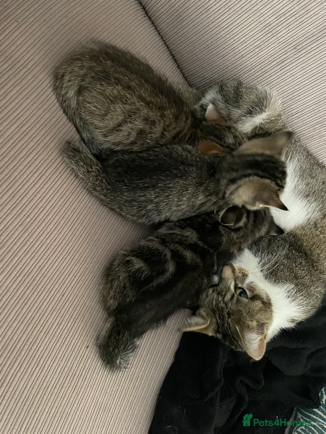 Mixed Breed cats for sale: Ready to leave: 9 weeks old-Tabby kittens  - Advert 20