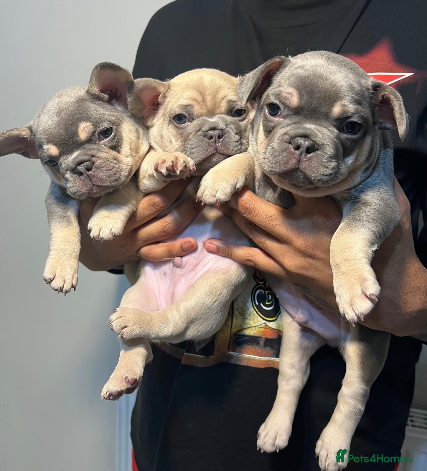 French Bulldog dogs 🔥 Exceptional Quality Puppies 🔥 - Advert 9