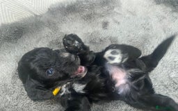 Cockapoo dogs for sale: **Last** Male Cockapoo Puppies avaliable 8th Oct  - Image 6