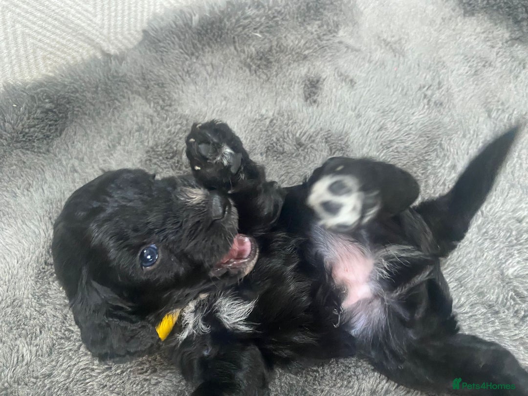 Cockapoo dogs for sale: **Last** Male Cockapoo Puppies avaliable 8th Oct  - Image 6