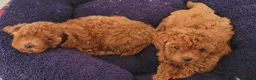 Toy Poodle dogs for sale:  Asian Toy Poodles (both parents Asian) For sale - Advert 25