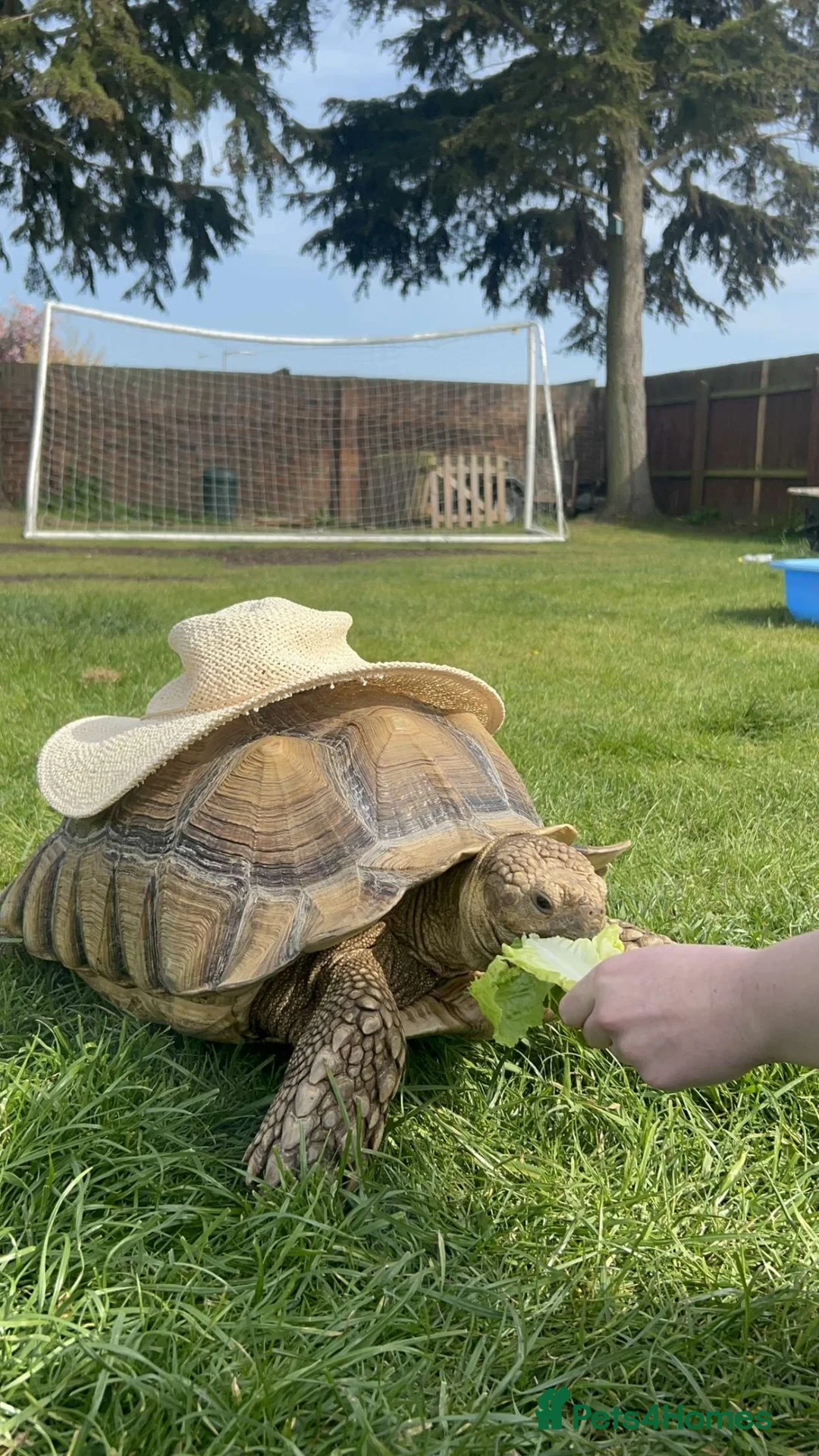 Tortoise reptiles for sale: Very Large Sulcata for sale  in Ipswich - Advert 2