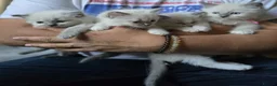 Ragdoll cats for sale: 5Gen Ped Ragdoll Kittens&Ready2Reserve - Advert 3