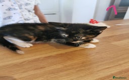 Mixed Breed cats for sale: Beautiful kittens ready now - Image 25