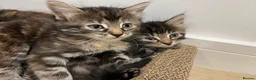 Domestic Shorthair cats for sale: 5 adorable playful kittens - Advert 7