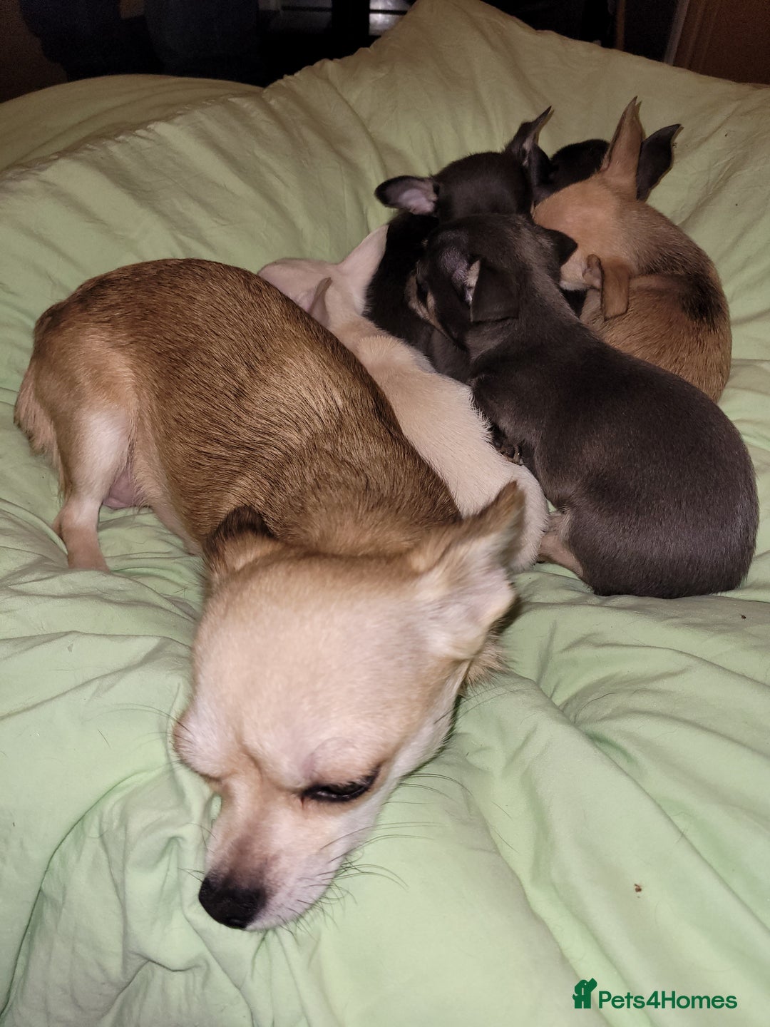 Chihuahua dogs for sale: Chihuahua puppies 2 males and 3 females  - Advert 8
