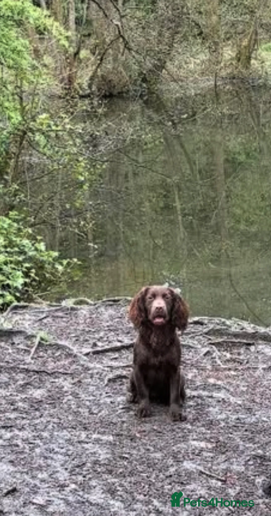 Cocker Spaniel dogs for sale: Working Cocker spaniels for sale - Advert 1